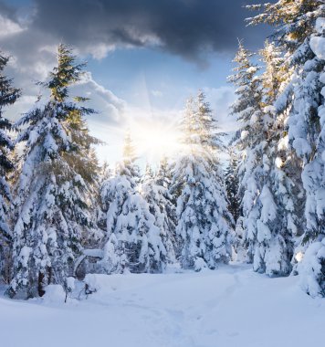 Ağaç kırağı ve karla kaplı