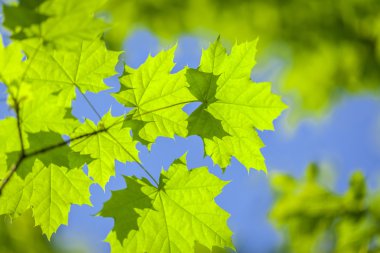 yaprakları ve dalları üzerinde