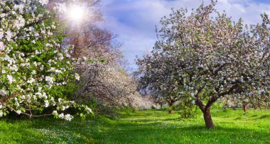 Blossom elma Bahçe