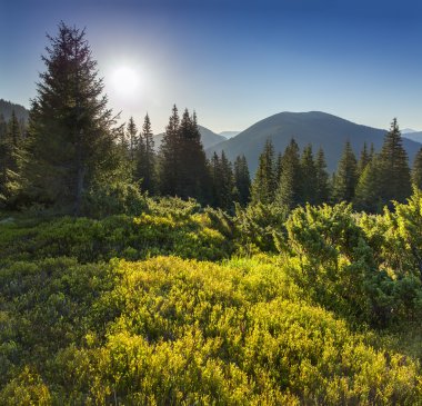 Karpat dağlarında yaz manzarası.