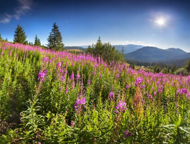 pembe çiçekler ile dağlarda yaz peyzaj