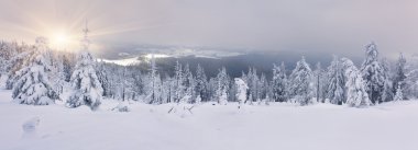 dağlarda kar ile kaplı ağaçlar