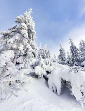 hoarfrost Dağları ile kaplı ağaçlar