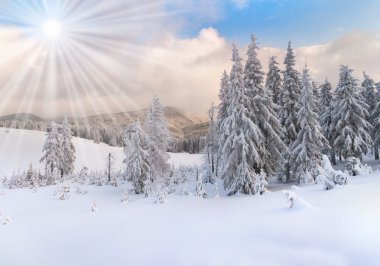 Karpatya dağlarında kış