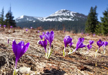 Bahar, dağlarda çiçek açan çiğdemler