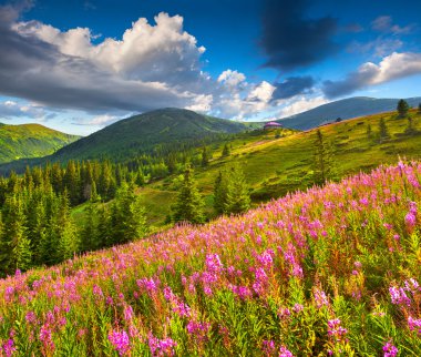 Summer mountains with pink flowers clipart