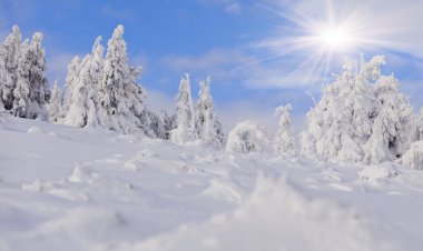 dağlarda kar ile kaplı ağaçlar