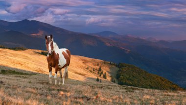 dağlarda at ile sonbahar peyzaj.