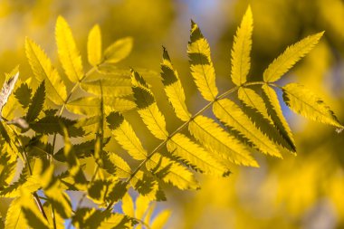 parlak renkli yaprakları ve dalları üzerinde