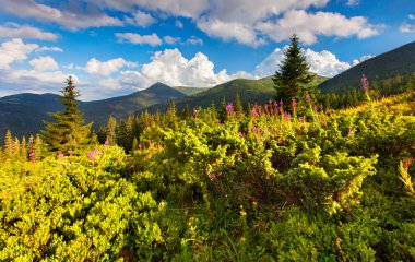 pembe çiçekli dağlar