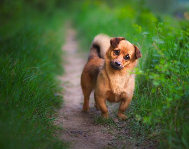 oynak küçük köpek