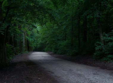 Karanlık ormanda yol
