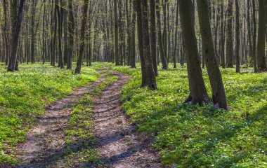 çiçek açan çiçekler alanlar arasında yol