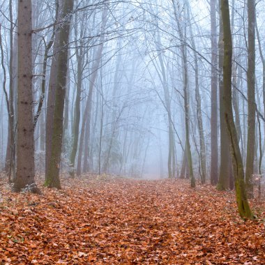 sonbahar orman puslu iz