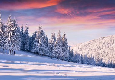 karla kaplı ağaçlar ile sabah.