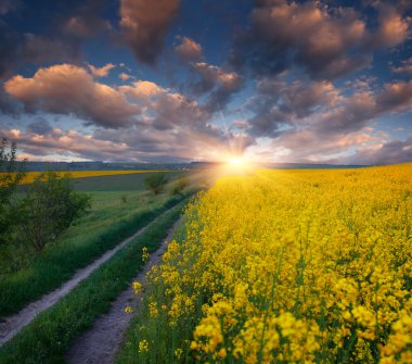 Sarı çiçekli tarla