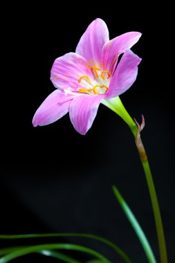 yağmur lily
