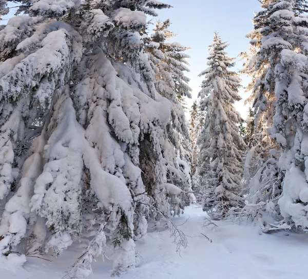 Vinterlandskap i skogen — Stockfoto