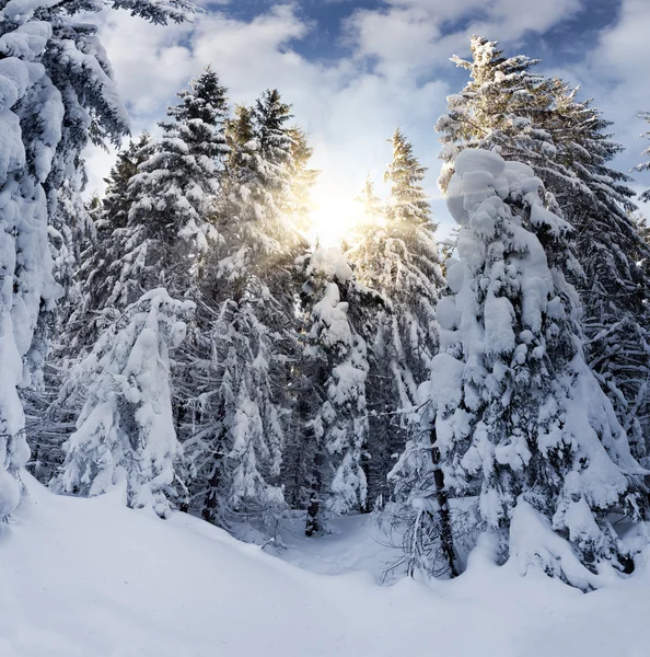 Picea nevada en bosque de montaña — Foto de Stock