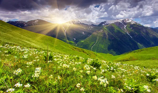 Fields of flowers in the mountains