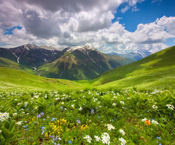 Mező, a virágok, a hegyek között. — Stock Fotó