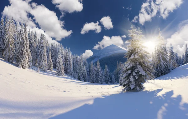Paesaggio invernale con alberi innevati. — Foto Stock