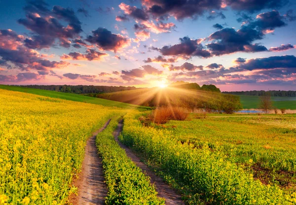 Zomer landschap met een veld van bloemen. — Stockfoto