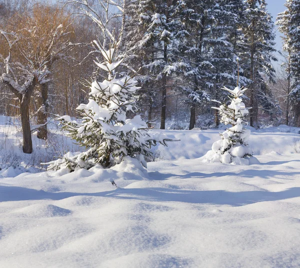 Karla kaplı ağaçlar Telifsiz Stok Fotoğraflar