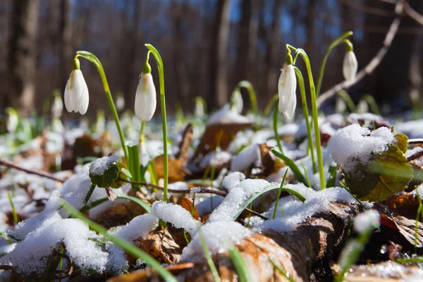 Sněženky v jarní dřevo — Stock fotografie