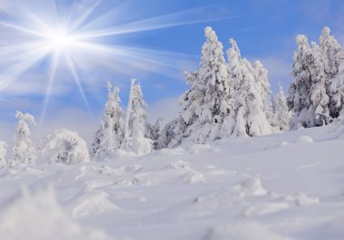 hoarfrost Dağları ile kaplı ağaçlar