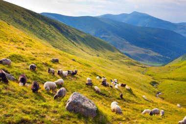 Dağlarda koyun sürüsü