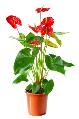 Anthurium çiçekleri saksı içinde