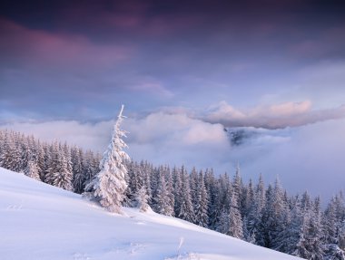 hoarfrost Dağları ile kaplı ağaçlar