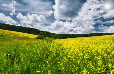 Kolza çiçeği alan