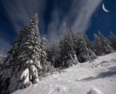 yıldızlar ve ay karla kaplı köknar ağaçlarıyla