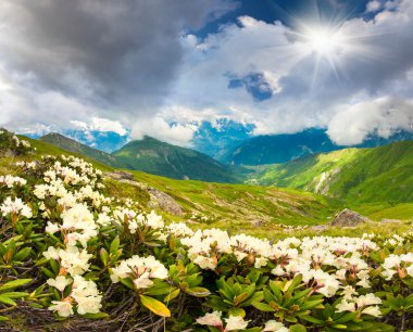 Kafkas Dağları'nda Alpine meadows. 