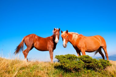 atları standı berrak gökyüzü karşı