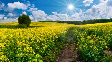 Kolza çiçeği alan