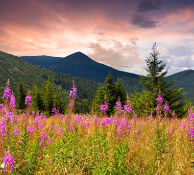 Karpat Dağları'nda angustifolium çiçekler.