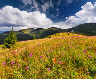pembe çiçekli dağlar
