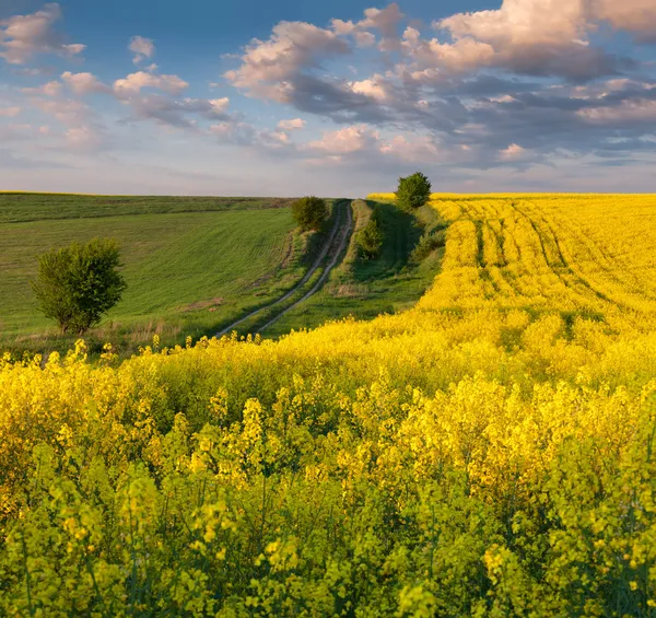 Landscape with a field of yellow flowers.