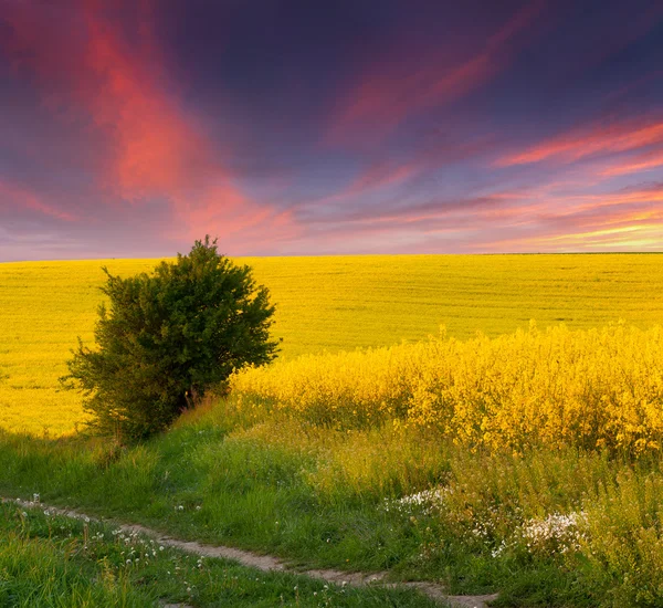 Yaz alan sarı çiçek.