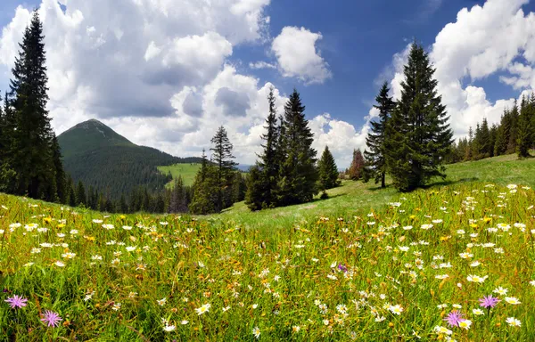 Margherite in fiore in montagna — Foto Stock