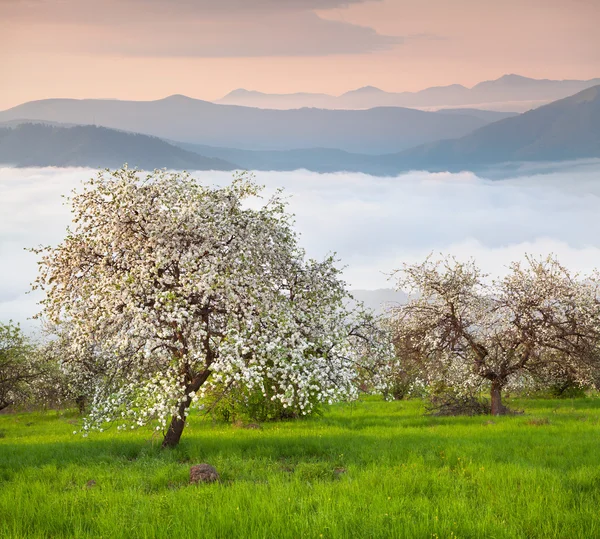 Blühende Apfelbäume in den Bergen — Stockfoto