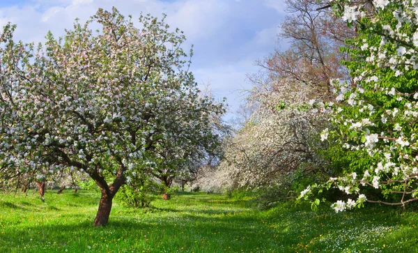 Blossom elma ağaçlarının Bahçe