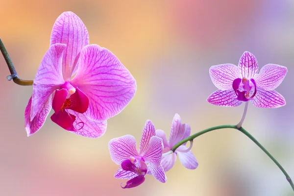 Rosa Orchidee — Stockfoto