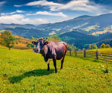 Gün batımında dağdaki çayırda siyah inek. Dağ köyünün muhteşem yaz manzarası. Karpat Dağları 'nın güzel sabah manzarası, Snidavka Köyü, Ukrayna. 