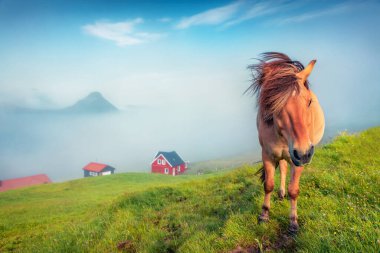 Çayırdaki kırmızı atın portresi. Velbastadur köyünde çekici bir yaz sabahı, Streymoy, Faroe Adaları, Danimarka Krallığı, Avrupa. Güzel yaz manzarası.