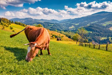Güneşli yaz gününde dağdaki çayırda kırmızı inek. Dağ köyünün muhteşem yaz manzarası. Karpat Dağları 'nın güneşli sabah manzarası, Snidavka Köyü, Ukrayna. 