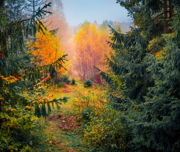 Mystical Autumn View Mountain Forest Amazing Morning Scene Carpathian Wood — Stock Photo, Image